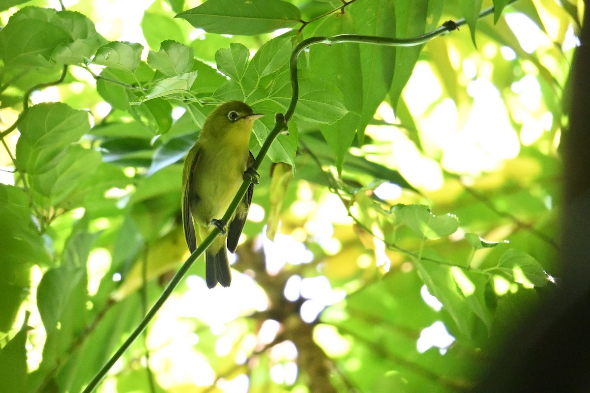 Caroline Islands White-eye - ML646401596