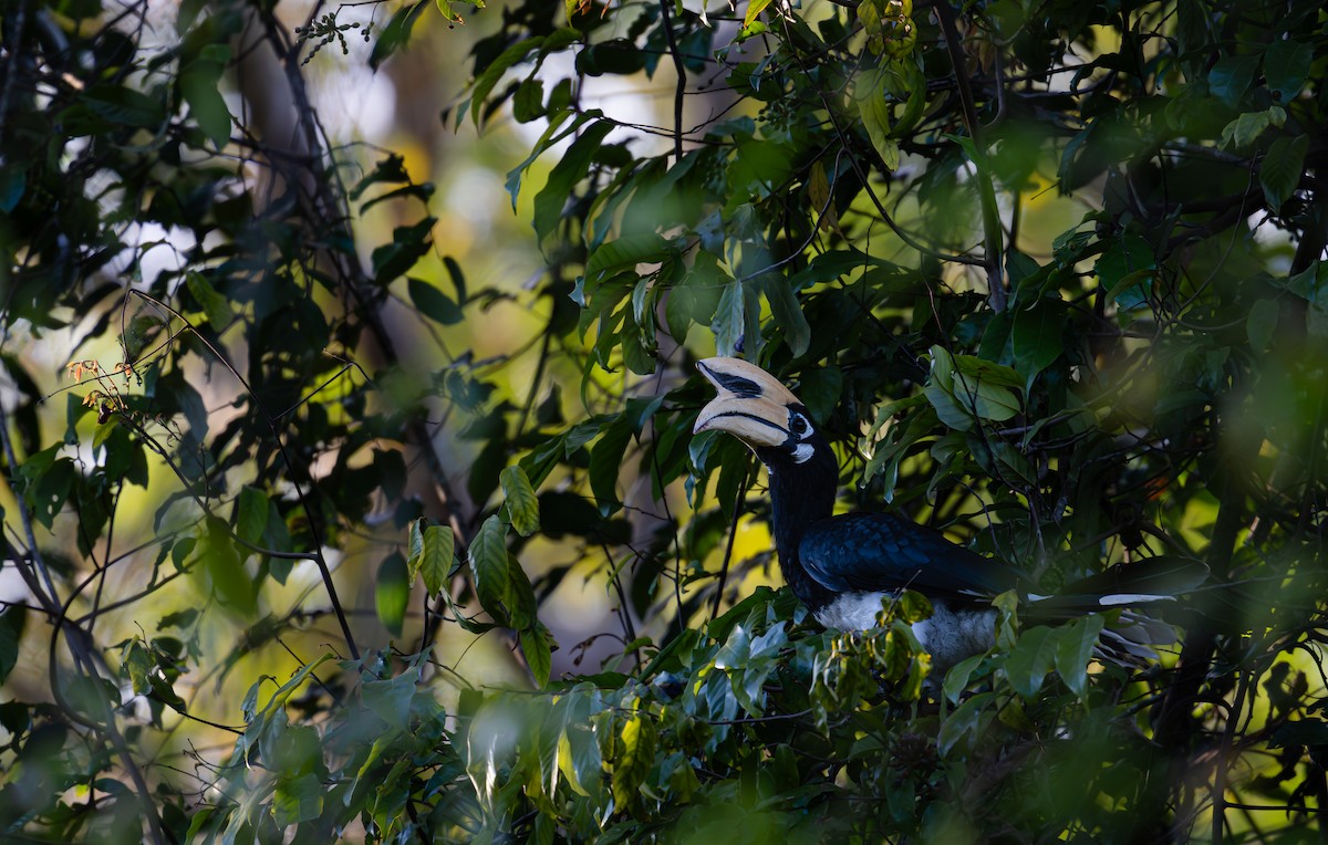 Oriental Pied-Hornbill - ML646401597