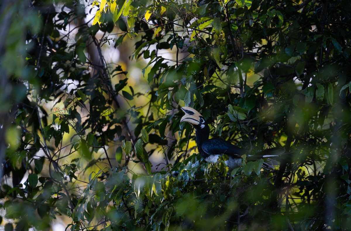 Oriental Pied-Hornbill - ML646401599