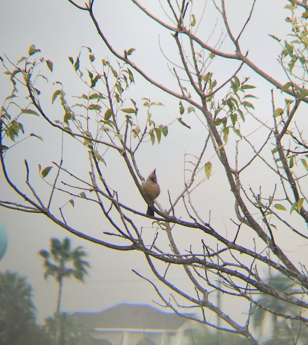 Pyrrhuloxia - ML646401610