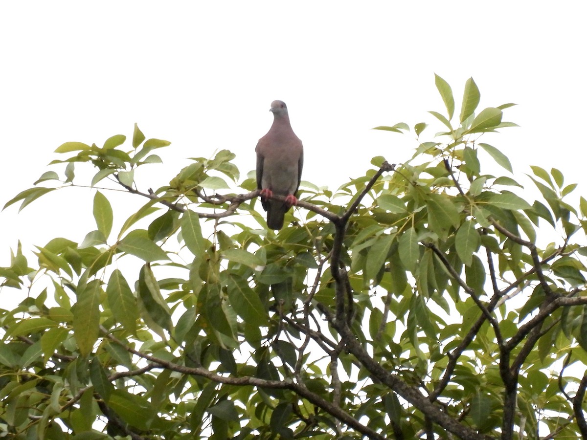 Pale-vented Pigeon - ML646401611