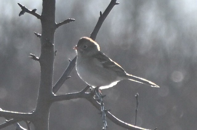Field Sparrow - ML646401613