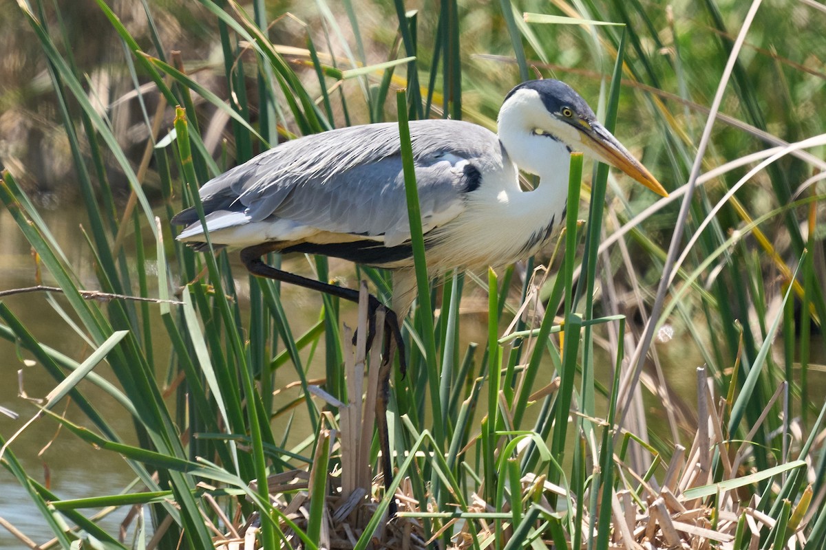 volavka jihoamerická - ML646401617