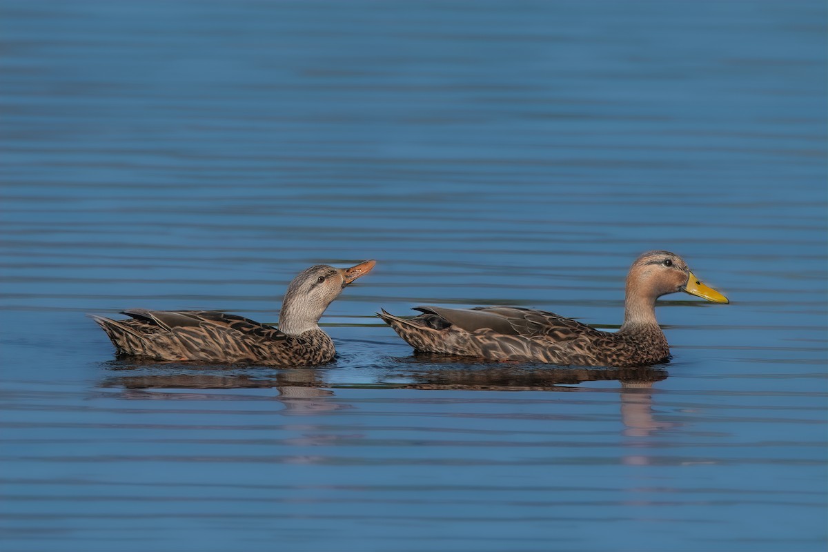 Mottled Duck - ML646401629