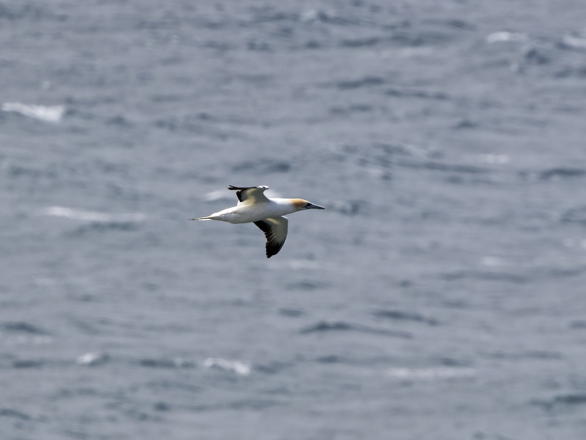 Australasian Gannet - ML646401634