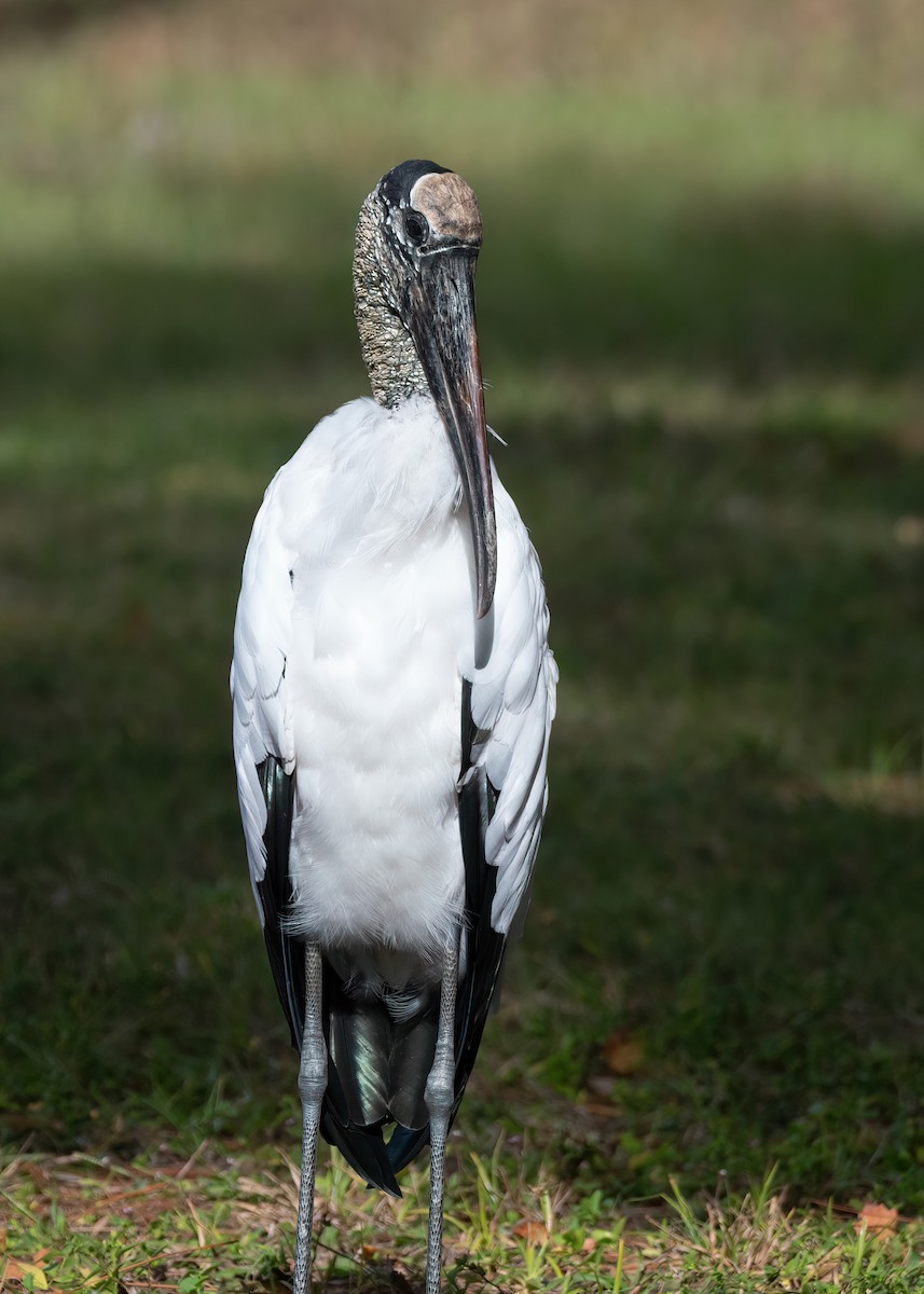 Wood Stork - ML646401636