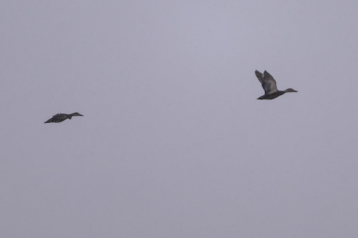 American Black Duck - ML646401639