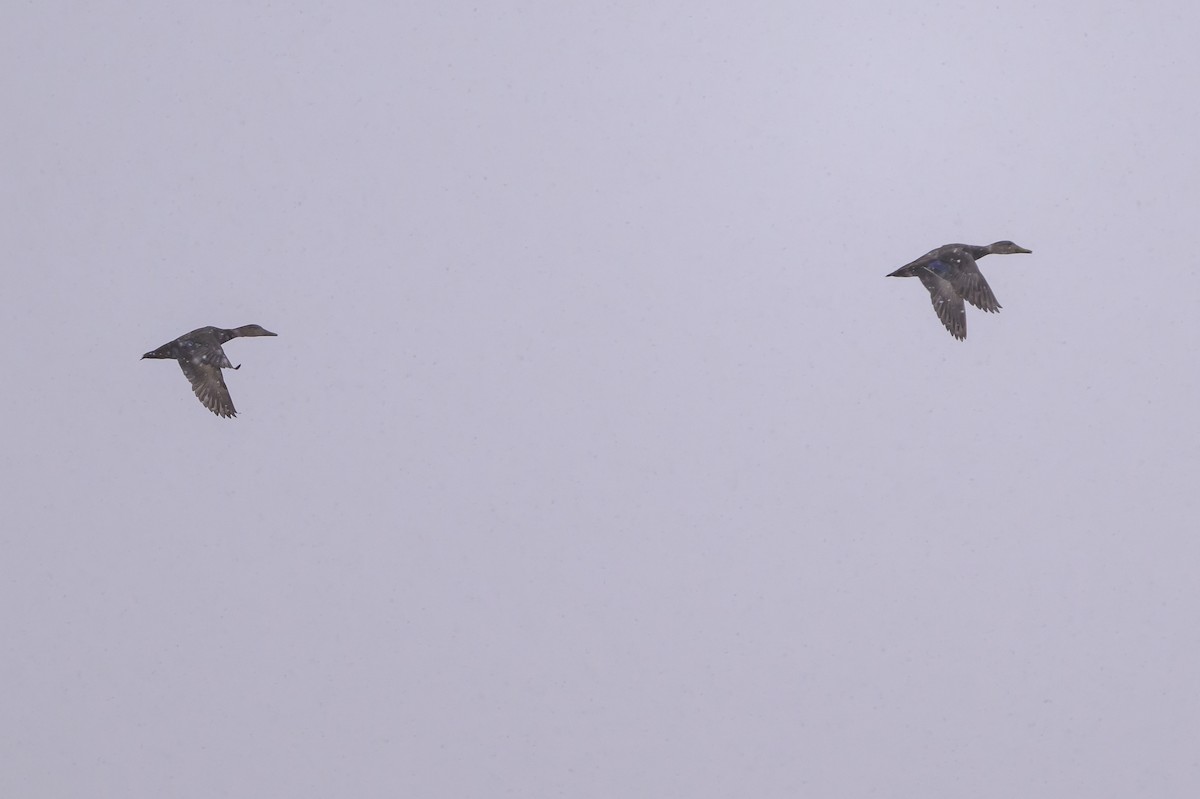 American Black Duck - ML646401640