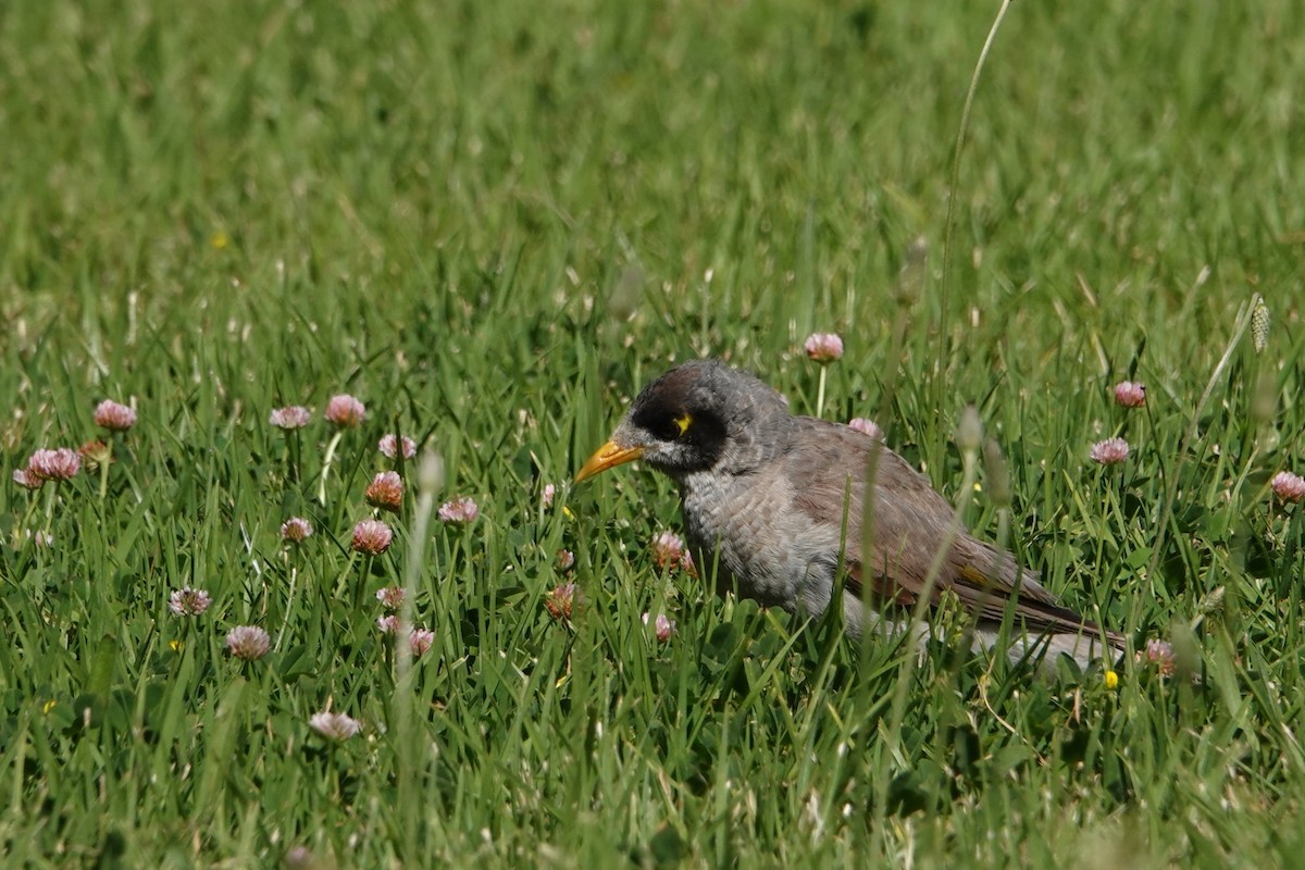 skravlehonningeter - ML646401645