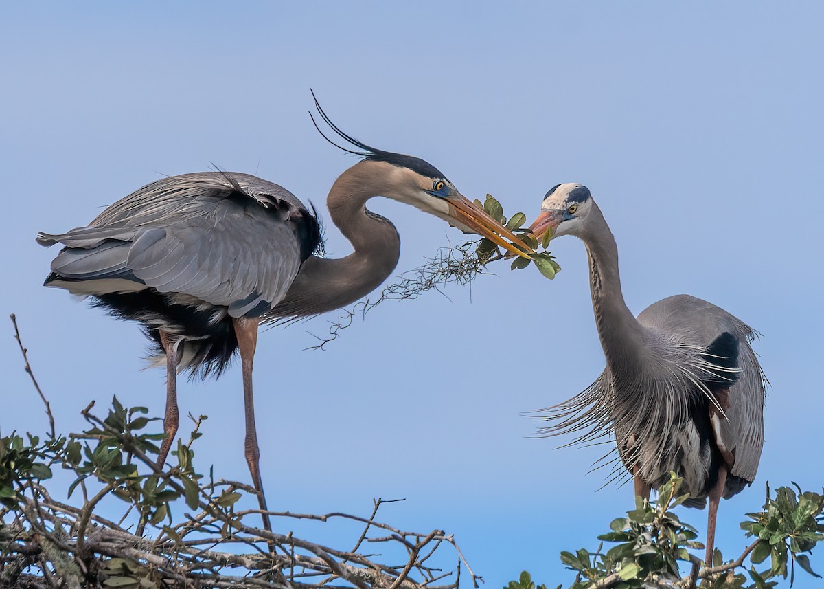 herodiashegre - ML646401647