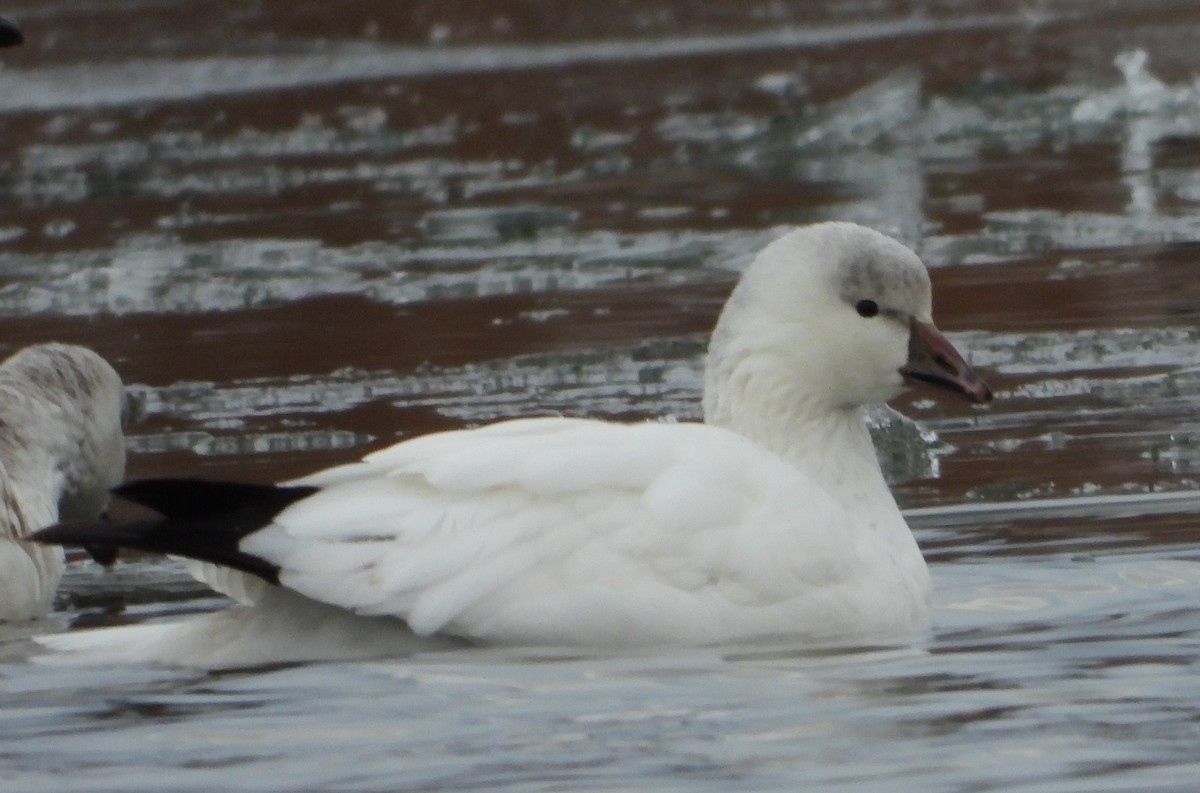 Ross's Goose - ML646401672