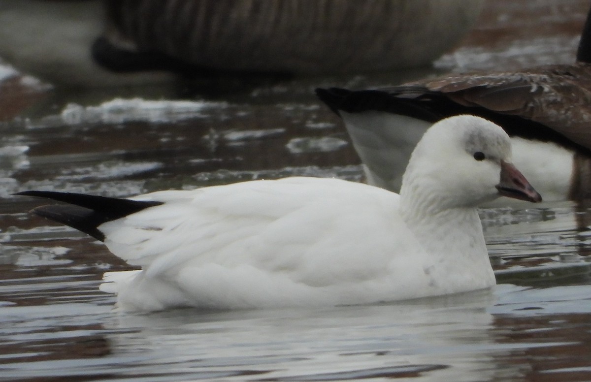 Ross's Goose - ML646401673
