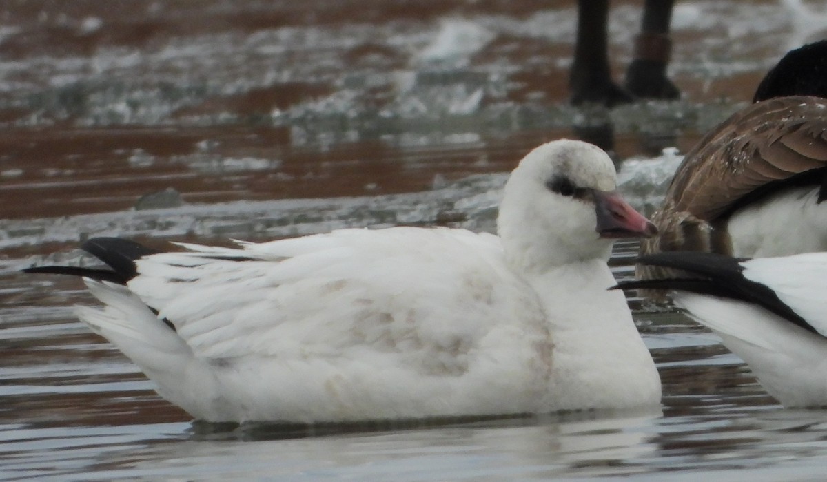 Ross's Goose - ML646401674