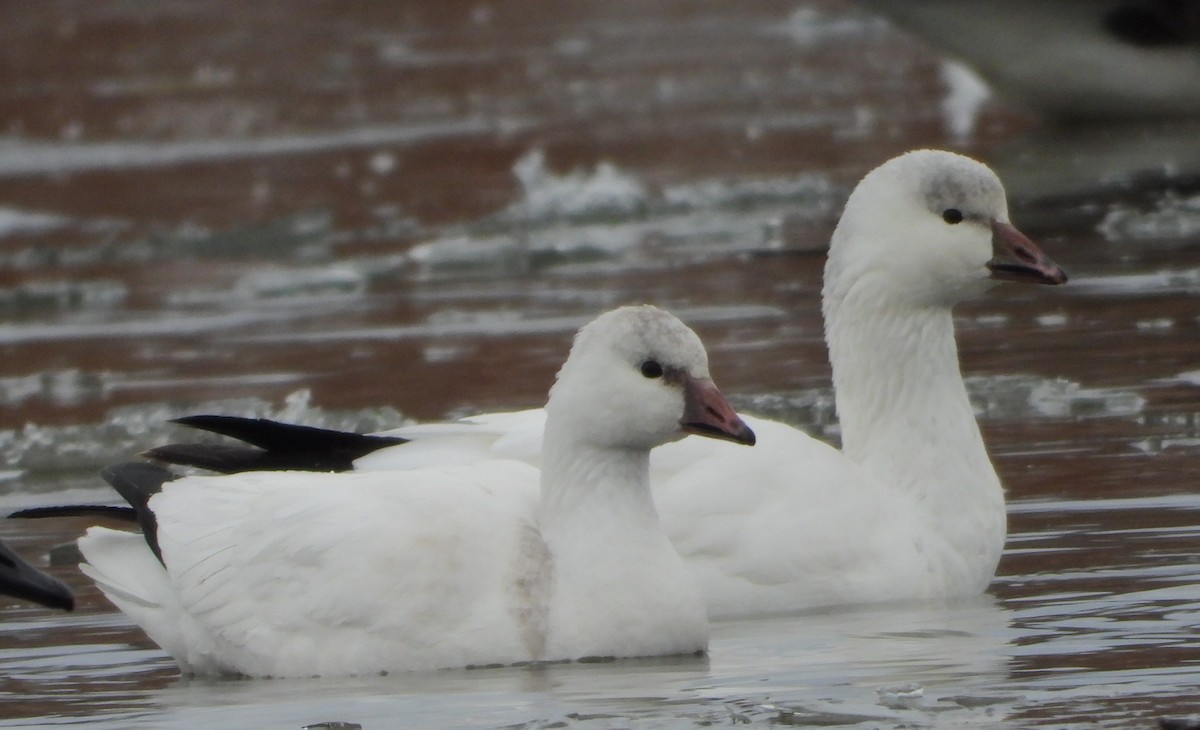 Ross's Goose - ML646401675