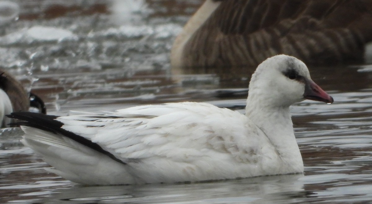 Ross's Goose - ML646401676