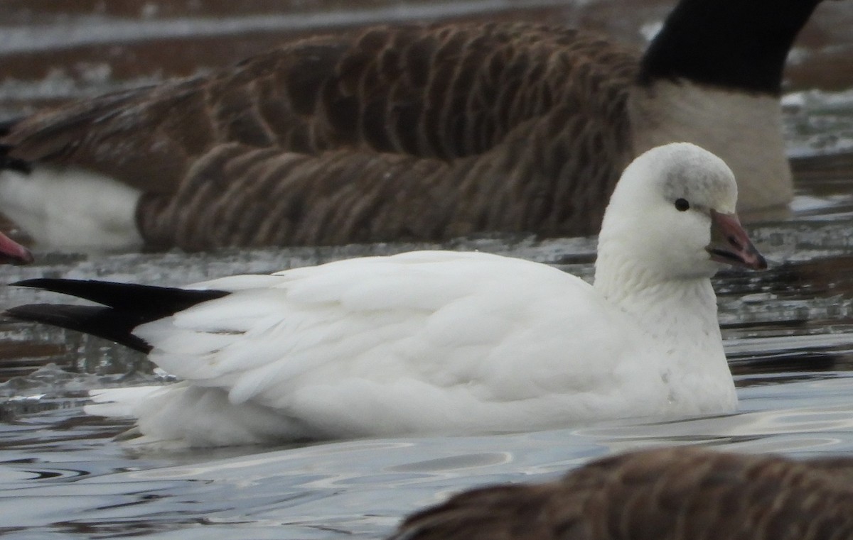 Ross's Goose - ML646401677