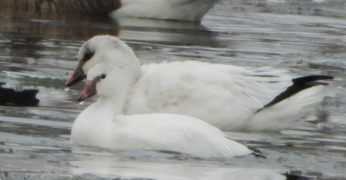 Ross's Goose - ML646401678