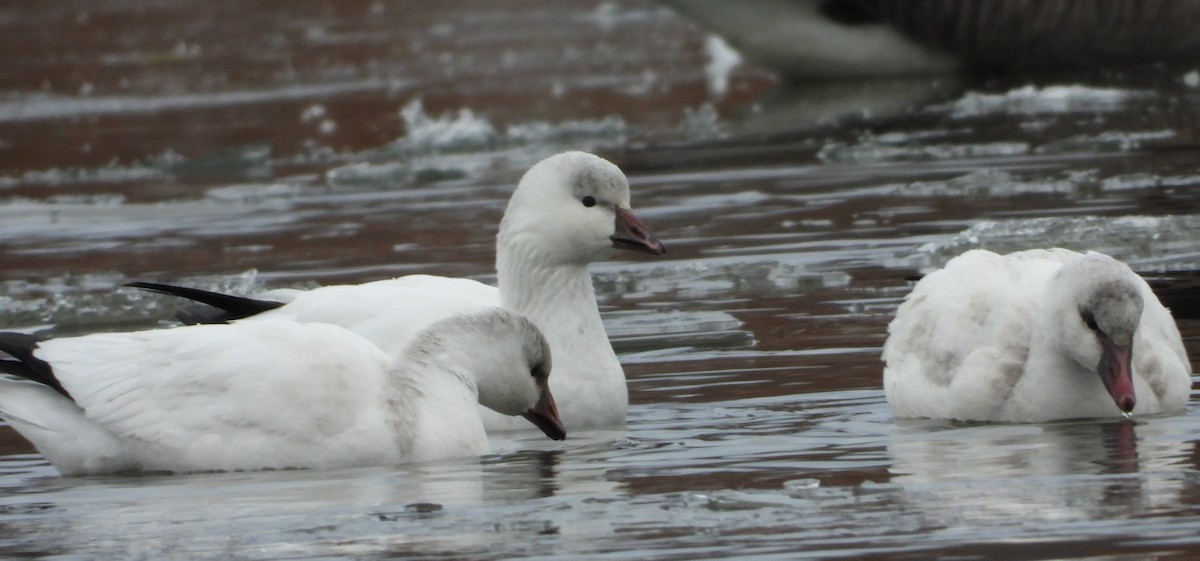 Ross's Goose - ML646401679