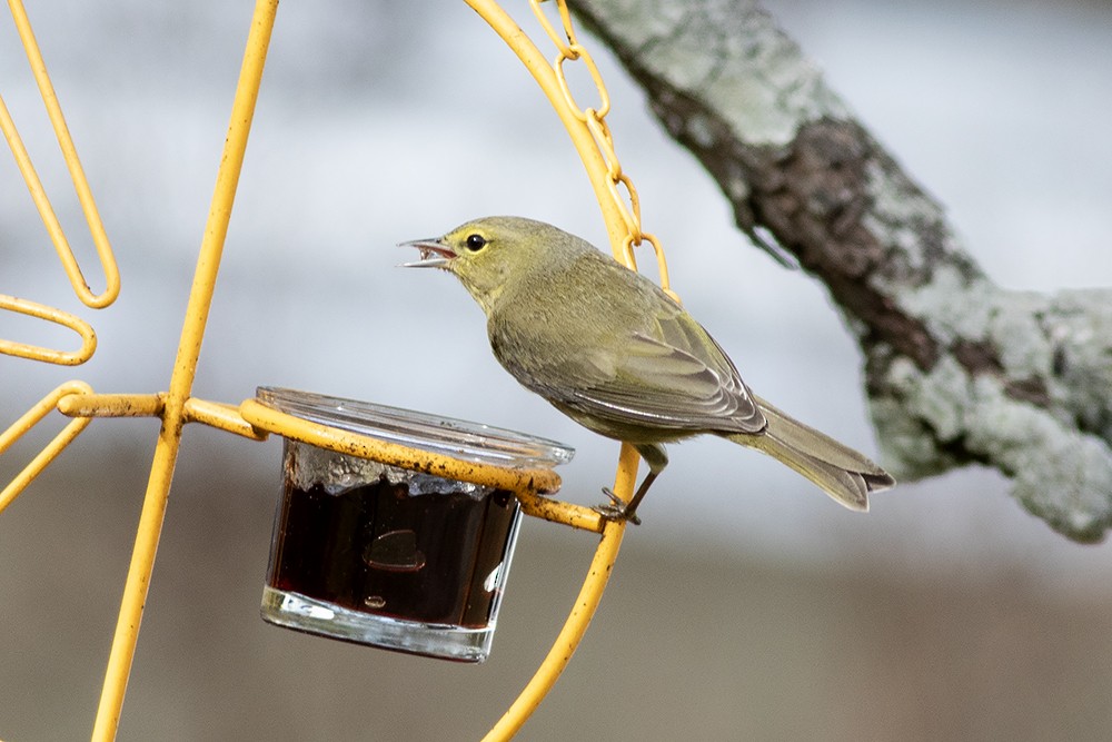 oransjekroneparula - ML646401680