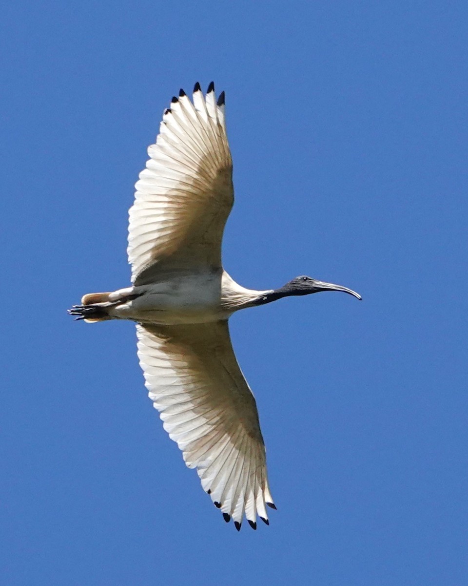 australibis - ML646401683