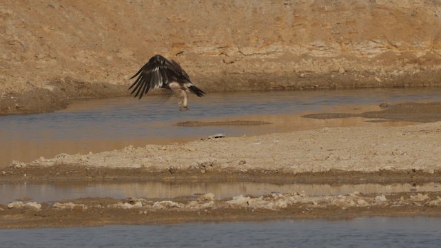 Imperial Eagle - ML646401689