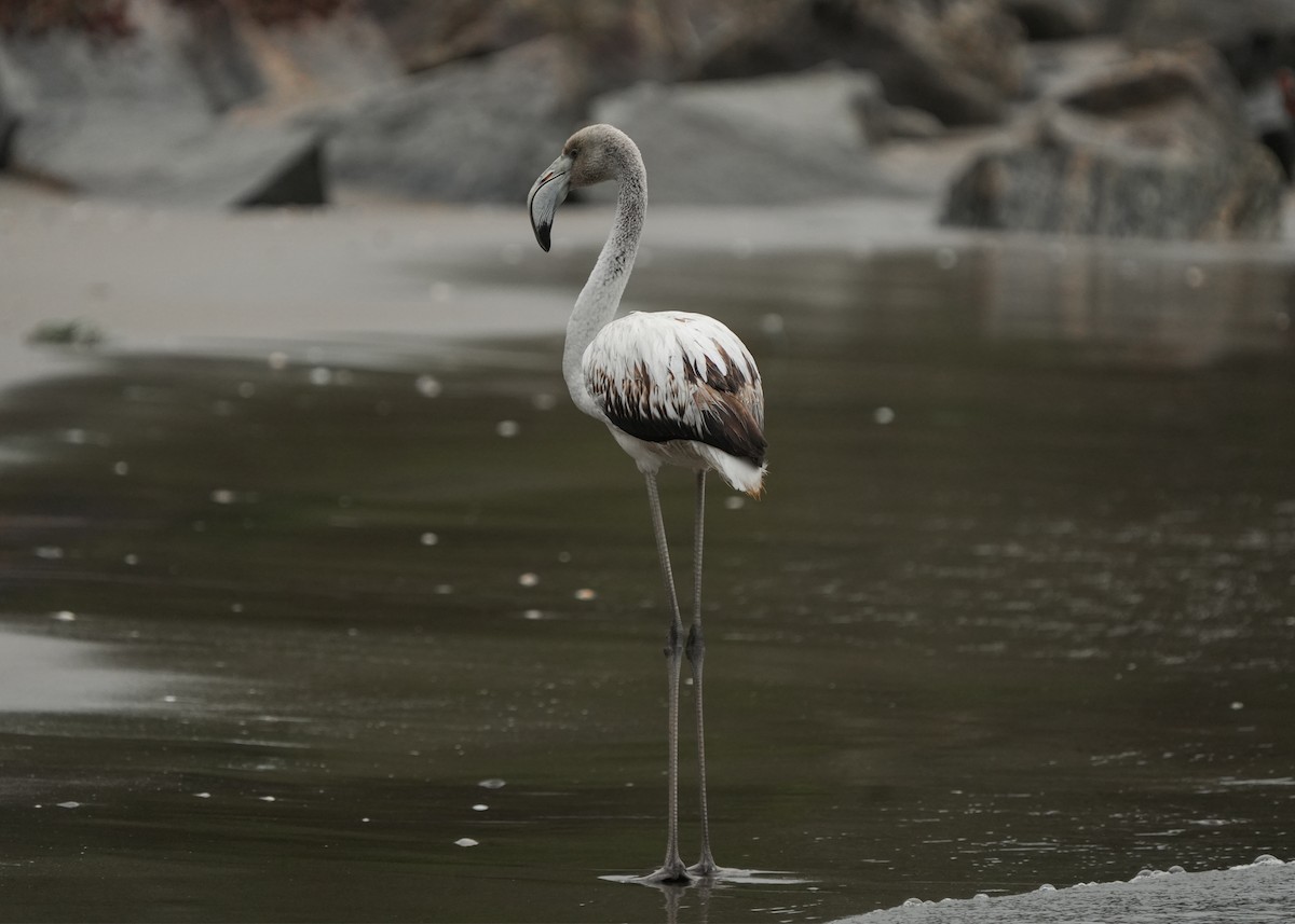 Greater Flamingo - ML646401691