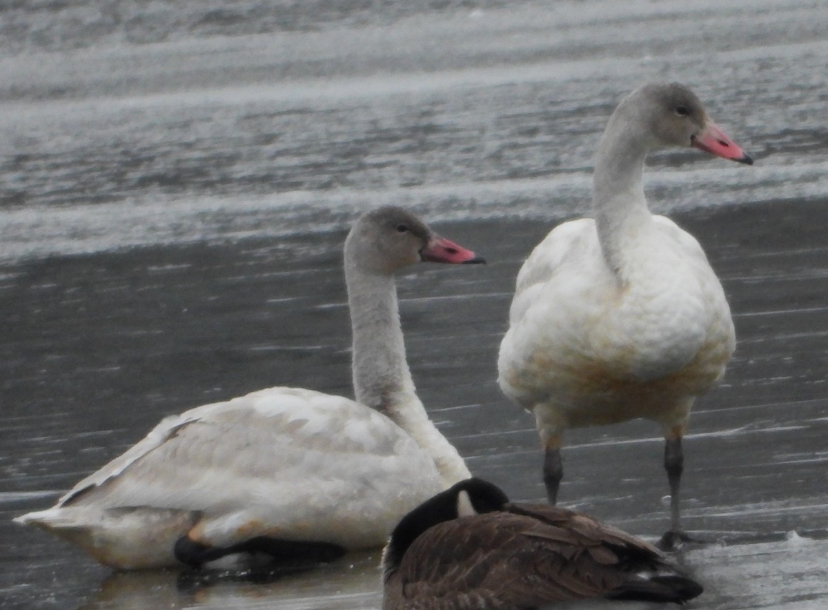 Tundra Swan - ML646401693