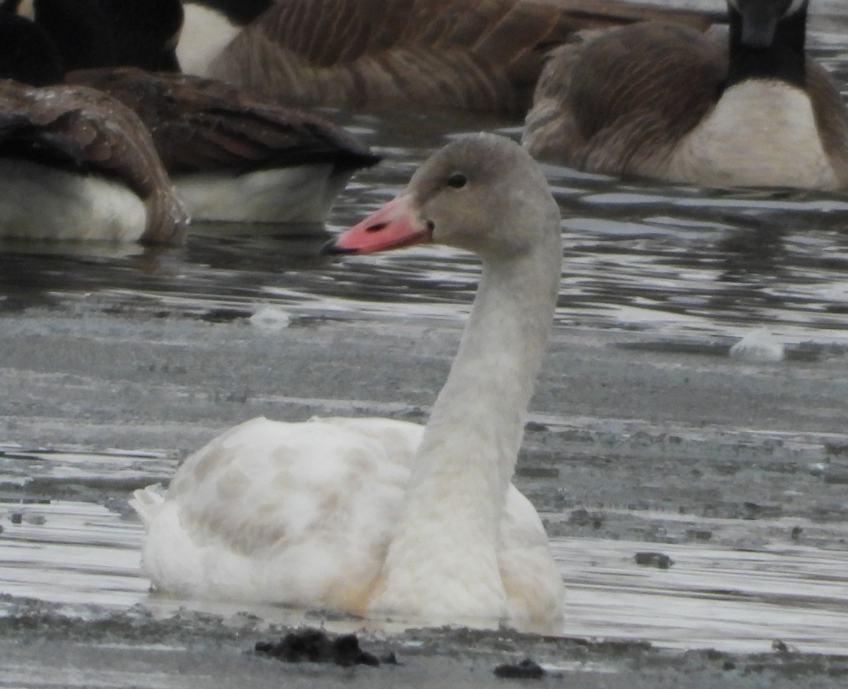 Tundra Swan - ML646401694