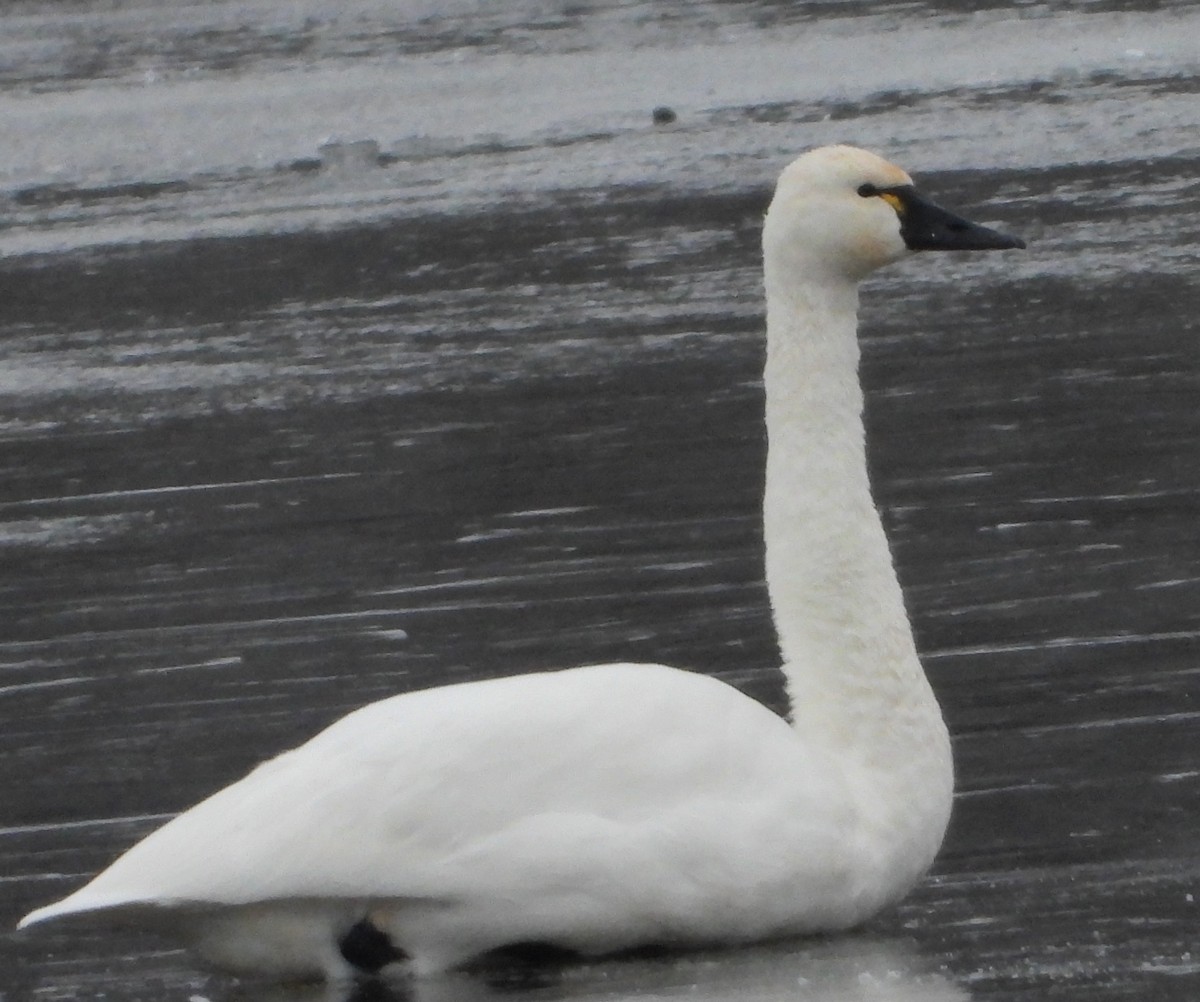 Tundra Swan - ML646401695