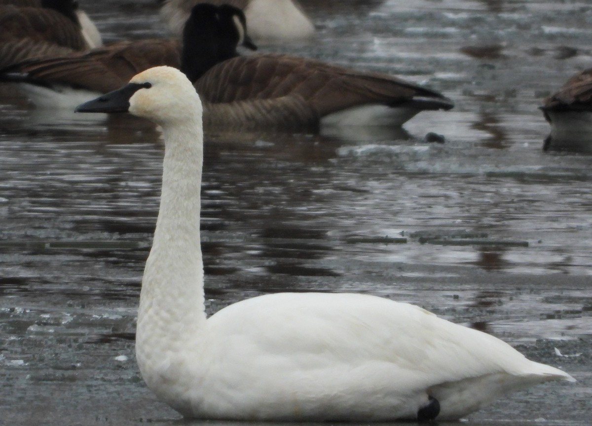 Tundra Swan - ML646401696