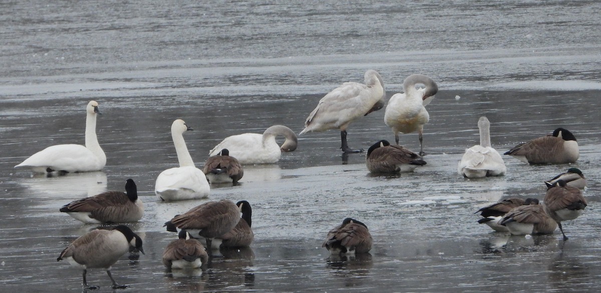 Tundra Swan - ML646401697