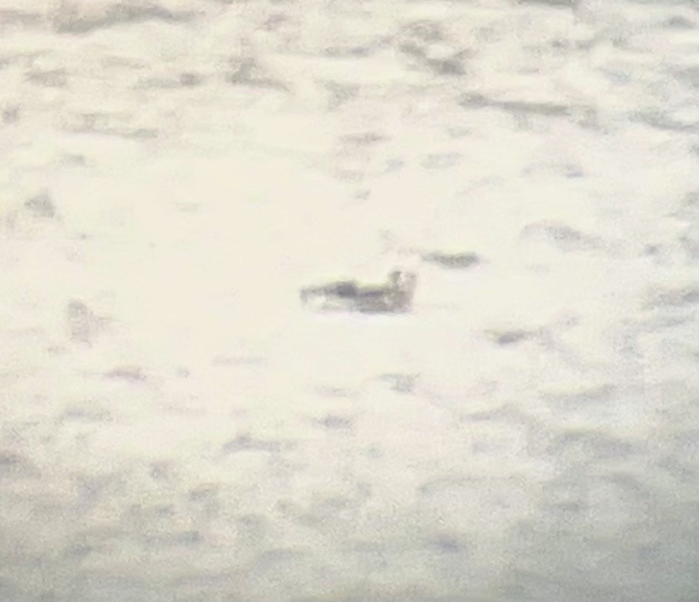 Long-tailed Duck - ML646401699