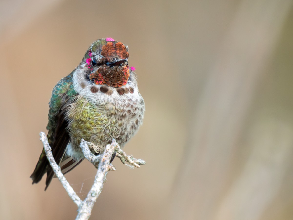 Anna's Hummingbird - ML646401700
