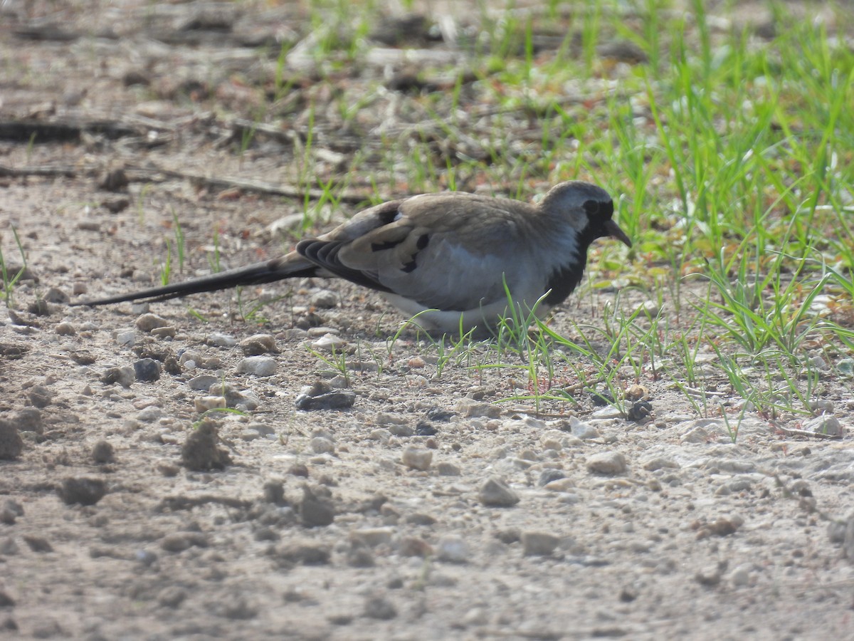 Namaqua Dove - ML646401703