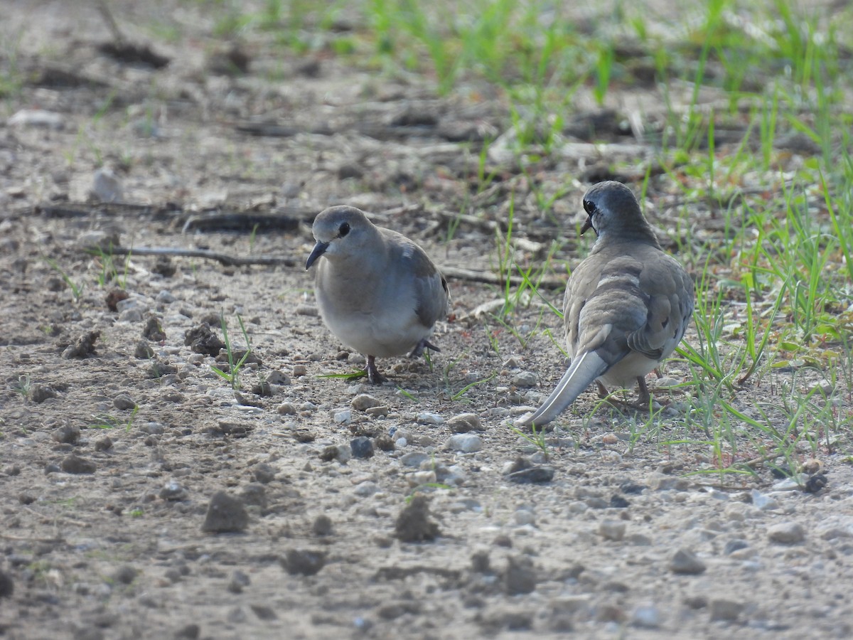 Namaqua Dove - ML646401704
