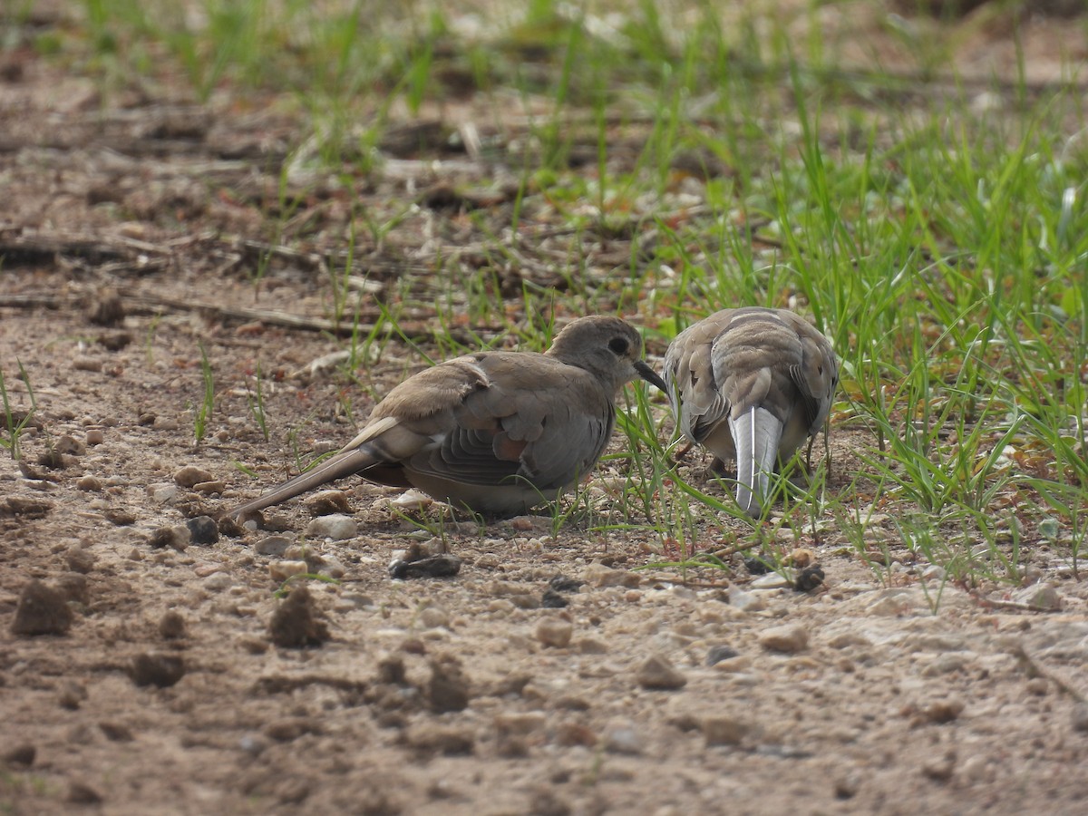 Namaqua Dove - ML646401705