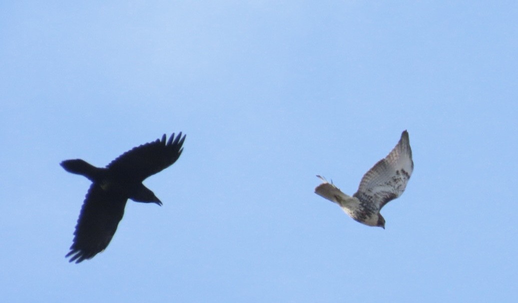 Erroi handia - ML646401715