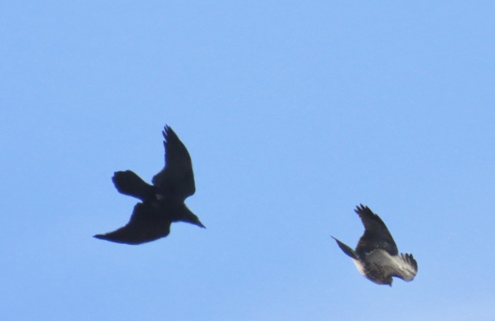 Erroi handia - ML646401717