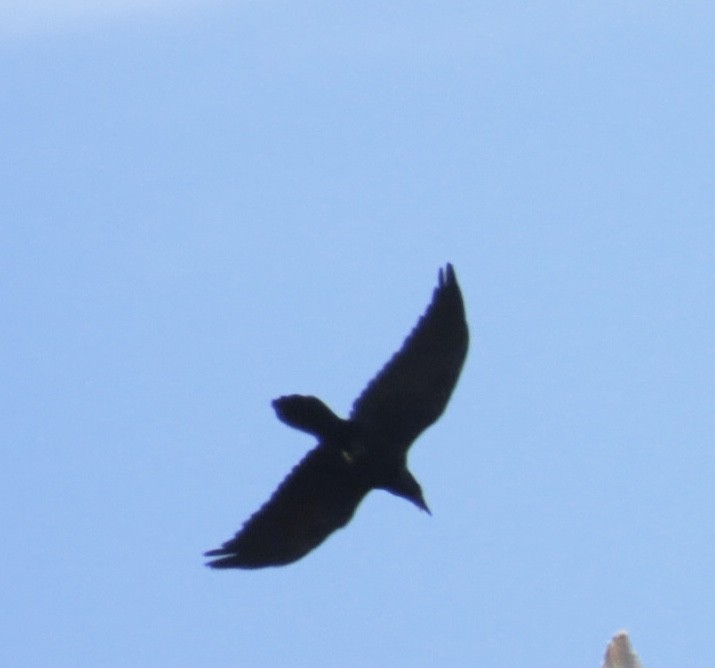 Erroi handia - ML646401718