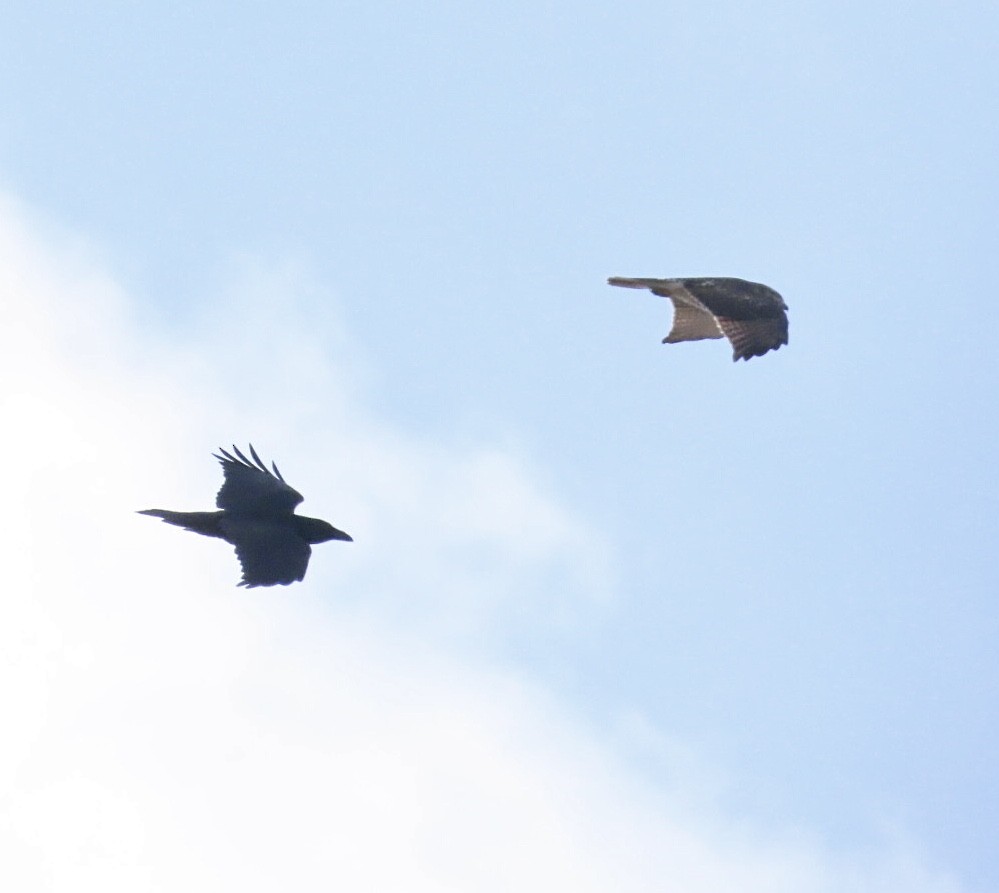 Erroi handia - ML646401719