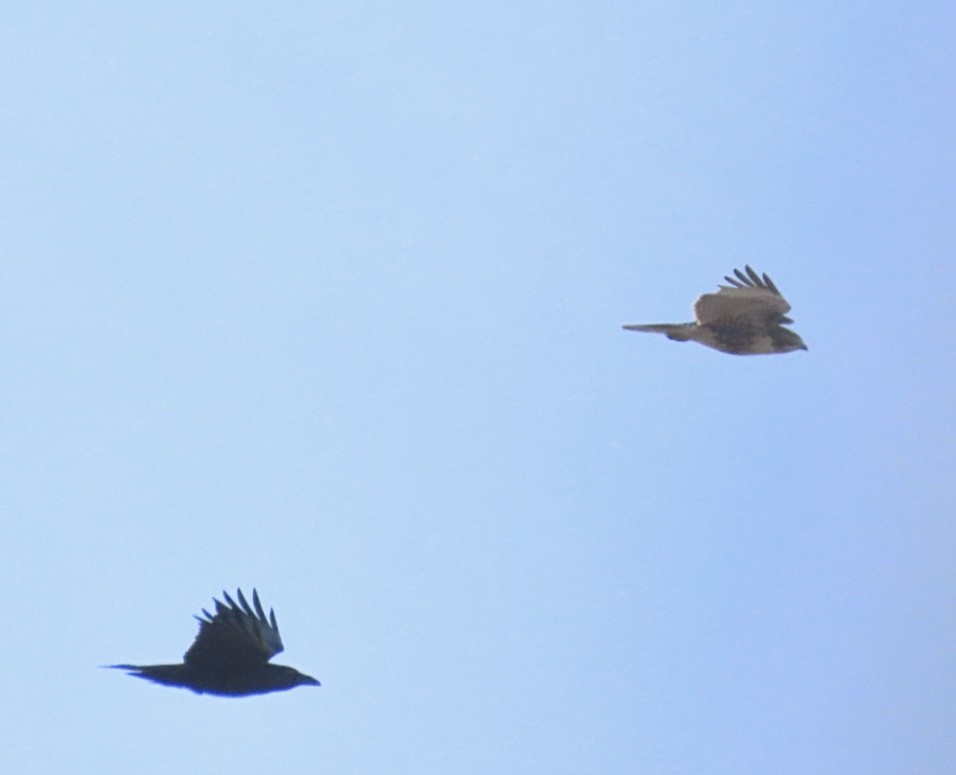 Erroi handia - ML646401720