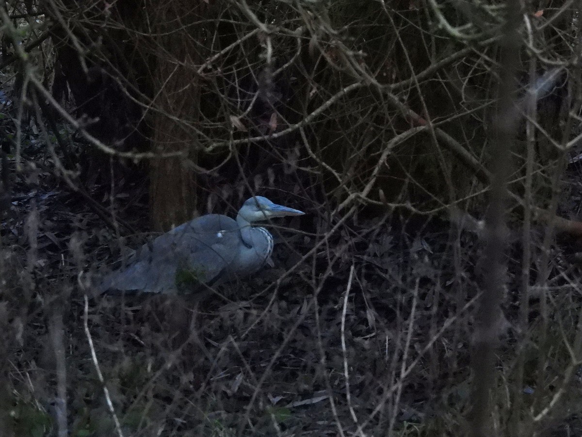 Gray Heron - ML646401721