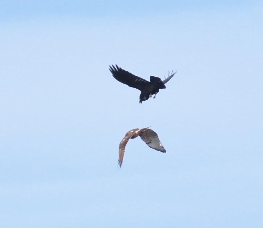 Erroi handia - ML646401731