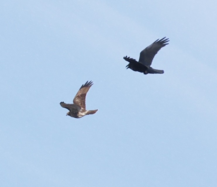 Erroi handia - ML646401732