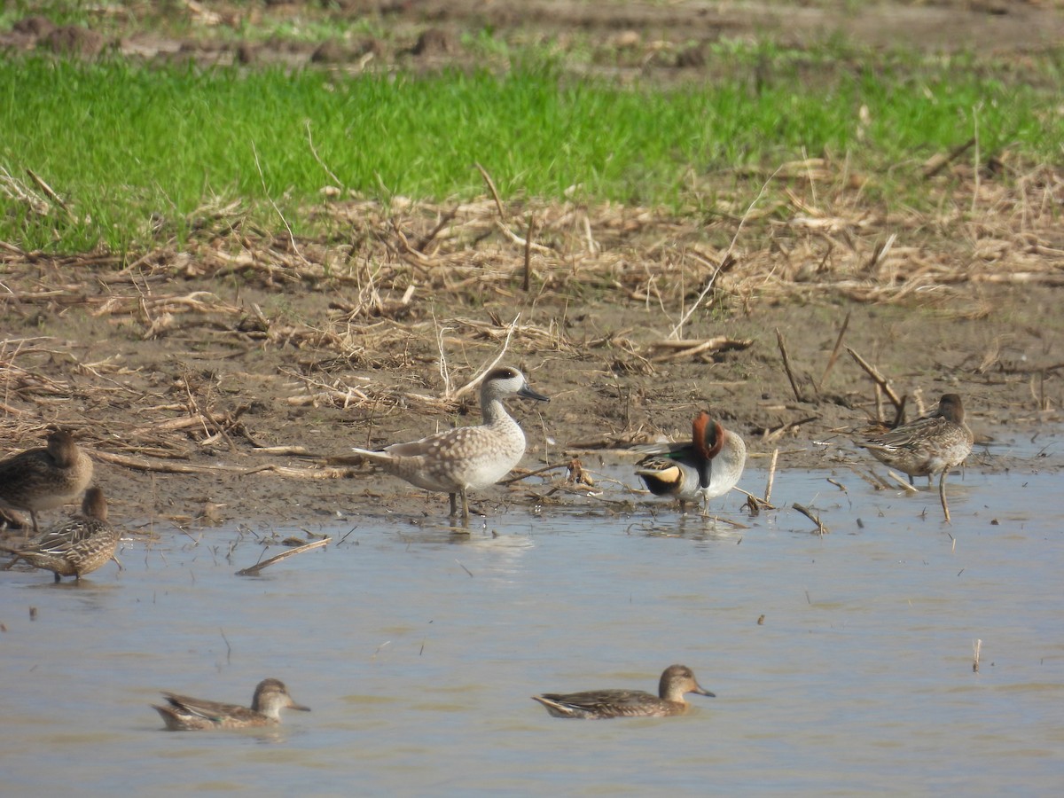 Marbled Duck - ML646401734