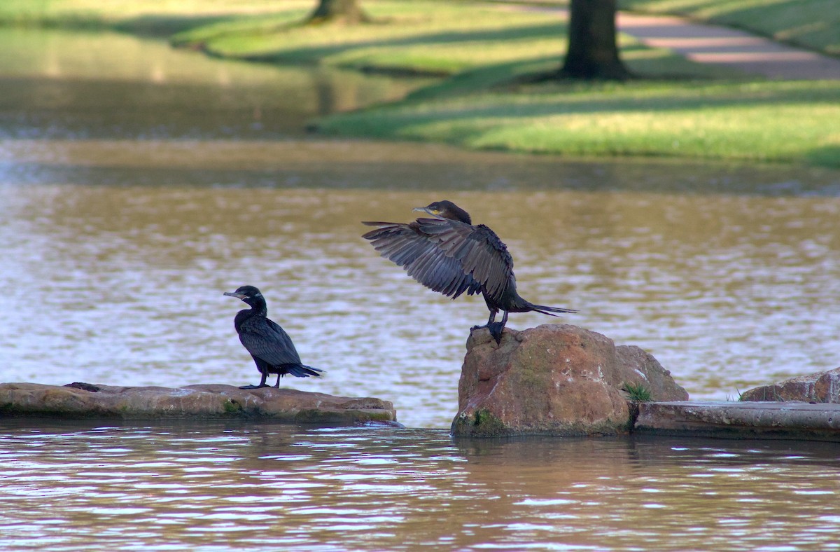 Neotropic Cormorant - ML646401738