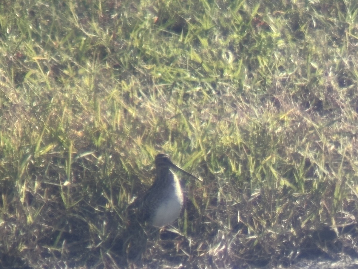 Wilson's Snipe - ML646401740
