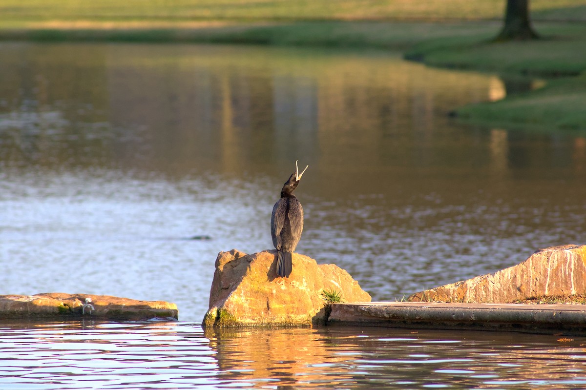 Neotropic Cormorant - ML646401741