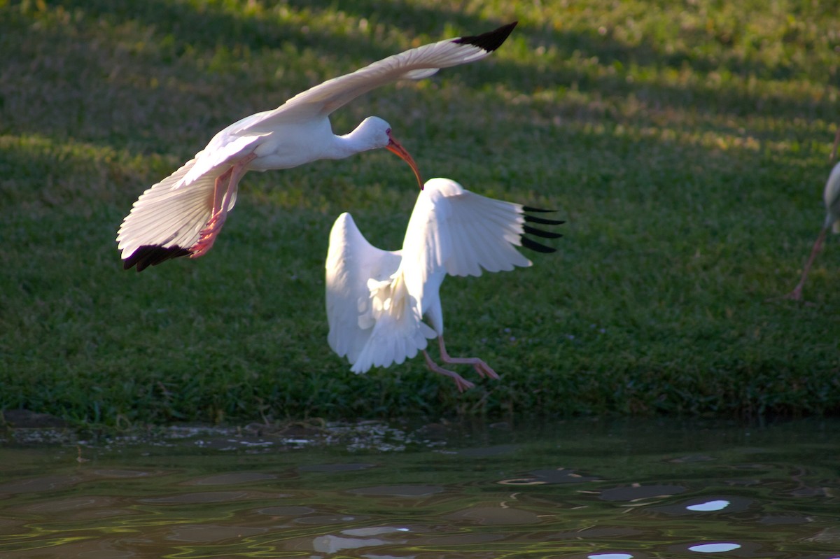 White Ibis - ML646401748