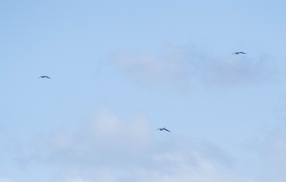 白腹鰹鳥 - ML646401749